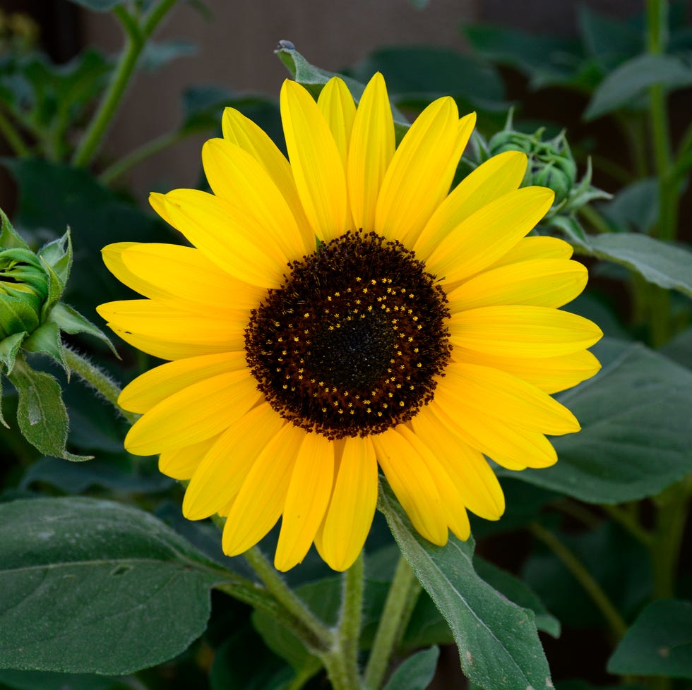 sommerblomster solsikke