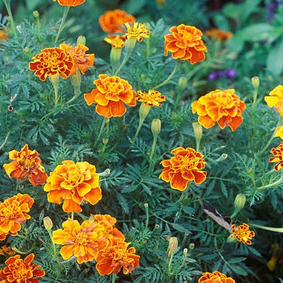sommerblomst, blomstrende plante, tagetes, plante, tagetes patula, engelsk ringblomst, zinnia angustifolia, kronblad, ettårig plante, underbusk,