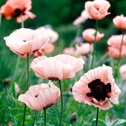 blomst, orientalsk valmue, kronblad, plante, blomstrende plante, rosa, villblomst, vår, valmuefamilie, eng,