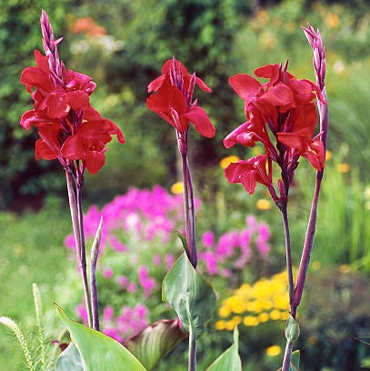 sommerblomster canna lilje