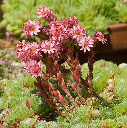blomst, plante, blomsterpotte, steinurtefamilie, stueplante, blomstrende plante, bunndekke, ettårig plante, kaktus, sukkulentplante,
