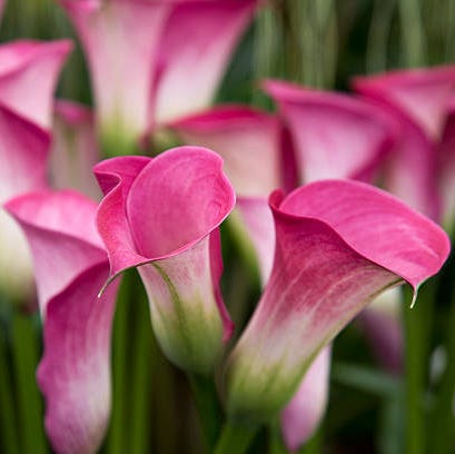 sommerblomster calla lilje