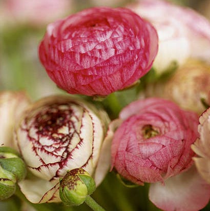 blomst, persisk ranunkel, rosa, plante, blomstrende plante, botanikk, kronblad, urteaktig plante, knopp, plantestamme,
