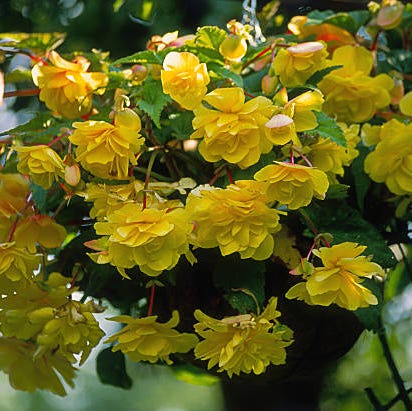 sommerblomster begonia
