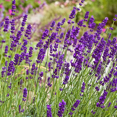 sommerblomster lavendel