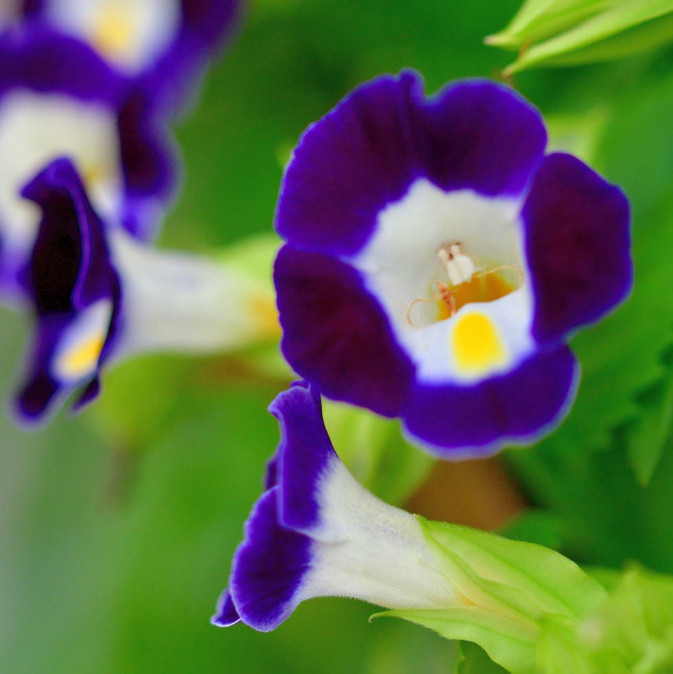 sommerblomst torenia bærearmsblomst