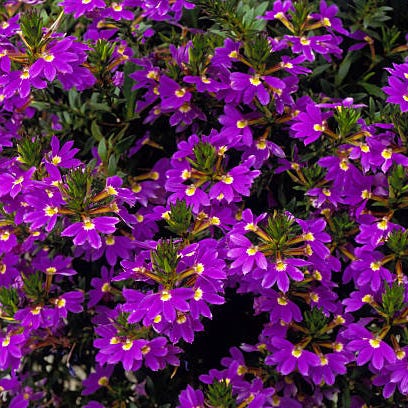 sommerblomster fanflower
