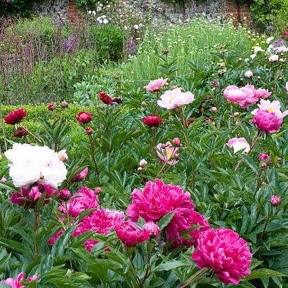 blomst, blomstrende plante, plante, vanlig peon, peon, kronblad, botanikk, kinesisk peon, hage, busk,