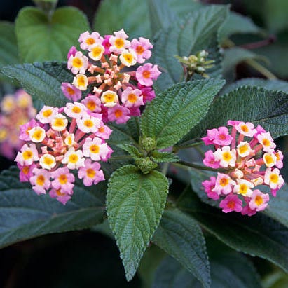 sommerblomster lantanablomst