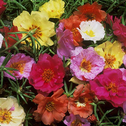 sommerblomster portulaca blomster