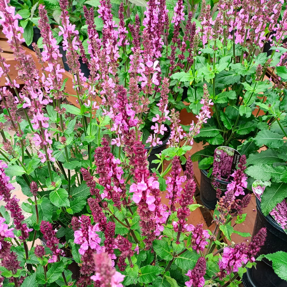 sommerblomster salvia nemorosa blomster