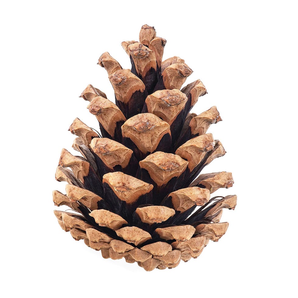Store naturlige kongler, sett med 20 stk Store naturlige kongler, sett med 20 stk