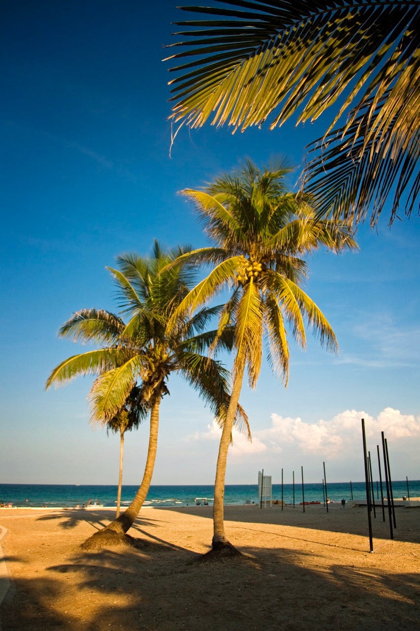 palmer mot Hallandale-stranden, i Florida