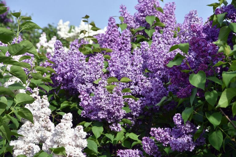 Her er de perfekte buskene Ã¥ plante nÃ¥ for Ã¥ fÃ¥ en strÃ¥lende hage i vinter