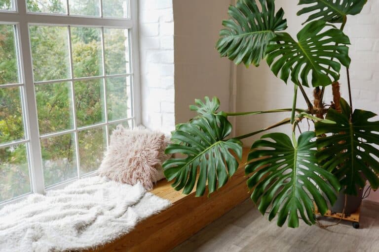 Glem Monstera, dette er planten som er i ferd med Ã¥ ta over interiÃ¸ret vÃ¥rt og gjÃ¸re det mer moderne.