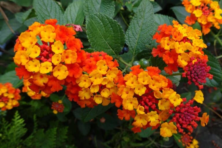 Dette er en av de fÃ¥ blomstene som blomstrer hele Ã¥ret, men likevel er den lite kjent.
