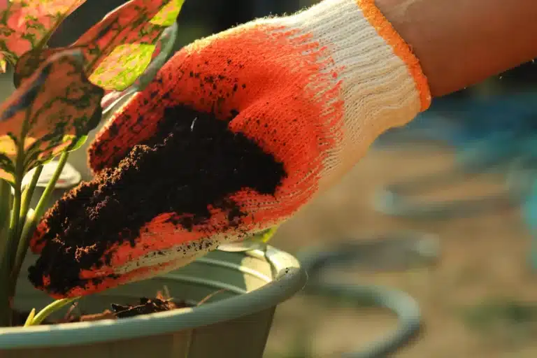 Kaffegrut er veldig bra for hagen din – bortsett fra på disse 10 plantene
