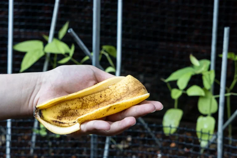 Bananskall i hagen: effektivt for planter, men bare hvis du legger dem på riktig sted.