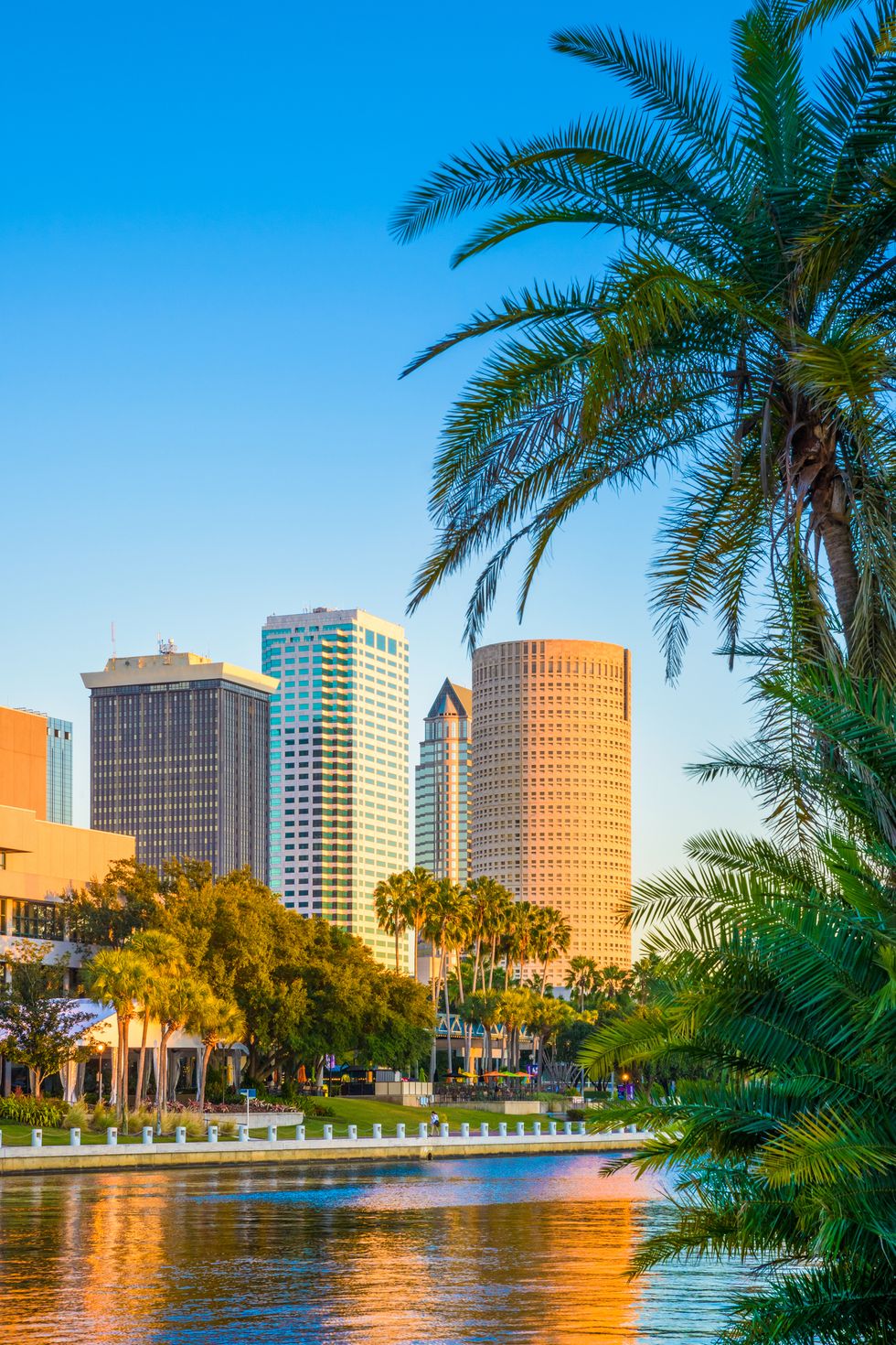 Tampa Florida, skyline, skyskrapere, bybilde, palmetre, copyspace, vertikal deksel