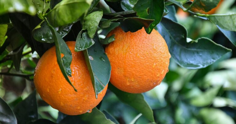 Helsemessige fordeler med appelsiner gÃ¥r langt utover vitamin C