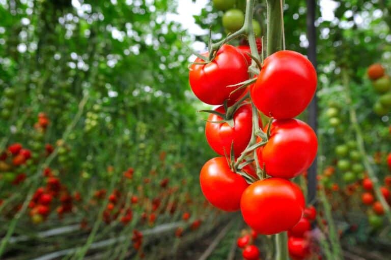 Tomatene dine blir enda bedre hvis du planter denne planten rett ved siden av dem