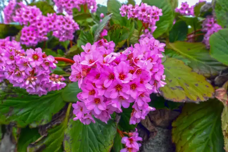 Denne planten forhindrer ugress i hagen, sÃ¥ nÃ¥ er det pÃ¥ tide Ã¥ plante den