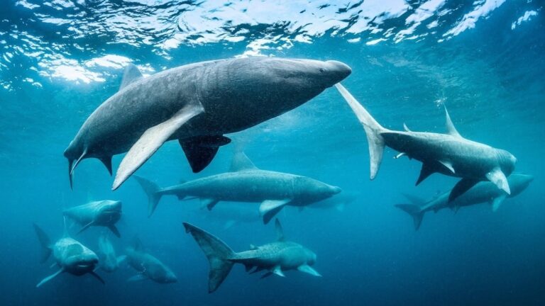 RtÃ©s Irlands Wild Islands vinner beste serien pÃ¥ International Wildlife Film Festival i USA
