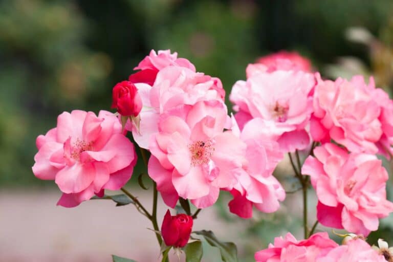 I mai kan denne enkle frukten plasseres ved foten av rosene dine for Ã¥ forbedre blomstringen hele sommeren.