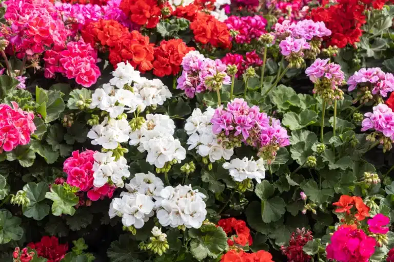Det er den beste gjÃ¸dselen for pelargoner – du har sannsynligvis allerede denne drikken hjemme.