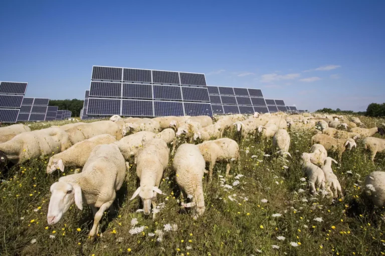 1700 sauer installert mellom solcellepaneler, en overraskende endring observert hos dyrene