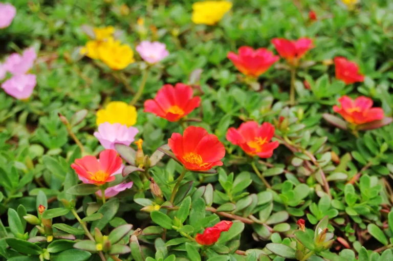 Disse 5 plantene krever lite vedlikehold og blomstrer hele sommeren, selv uten vanning.