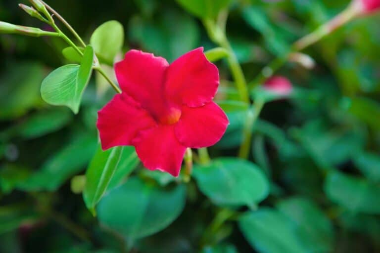 Dipladeniaen din vil blomstre hele Ã¥ret – her er de riktige stegene Ã¥ ta nÃ¥
