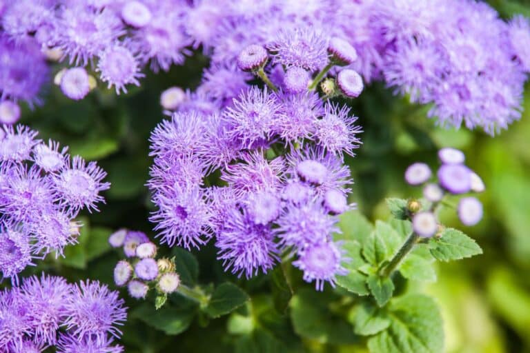 Glem pelargoner: denne magiske blomsten slutter aldri Ã¥ blomstre og forvandler vinduskassene dine