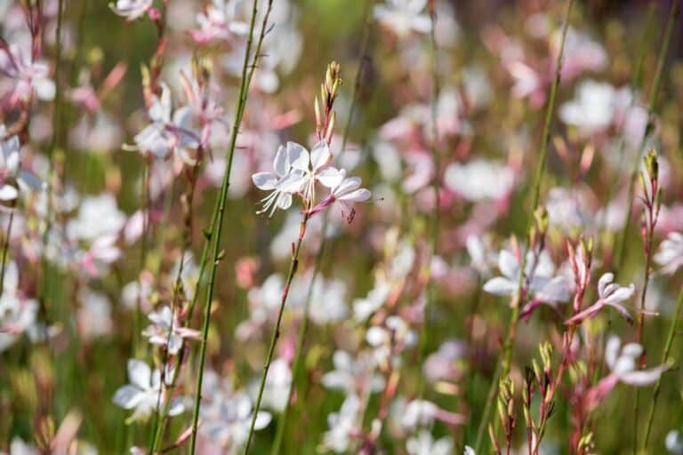 Sommerens mirakelblomst, den vokser i grus, trenger ingen vanning og blomstrer uten pause.