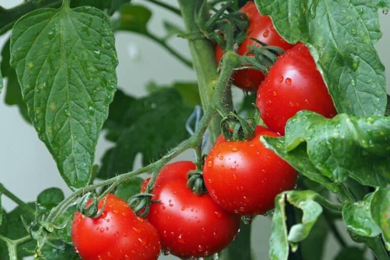 Nå er tiden inne for å plante dem, og her er det enkle trikset for å få flere tomater i sommer.