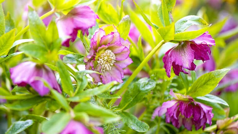 8 langlivede stauder som blomstrer vakkert i flere tiÃ¥r
