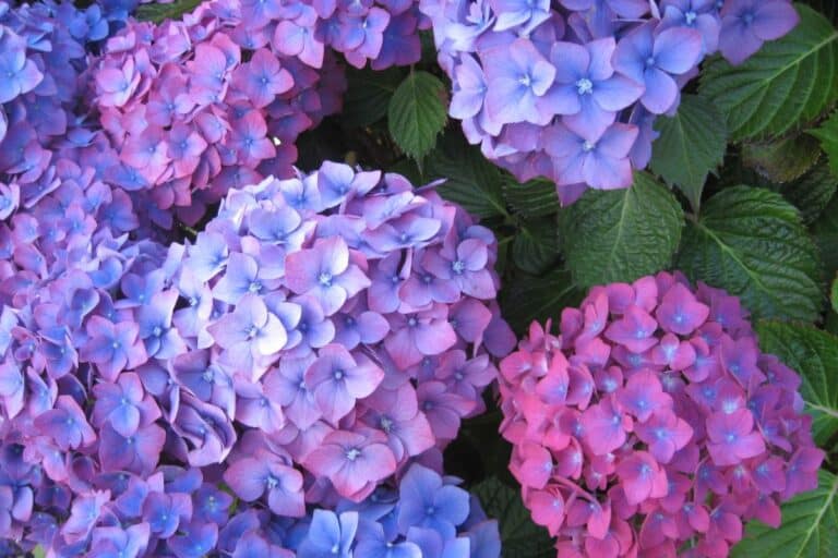Hortensiaene dine vil blomstre fantastisk i 2025 hvis du tilsetter dette naturlige elementet i jorden fÃ¸r slutten av november.