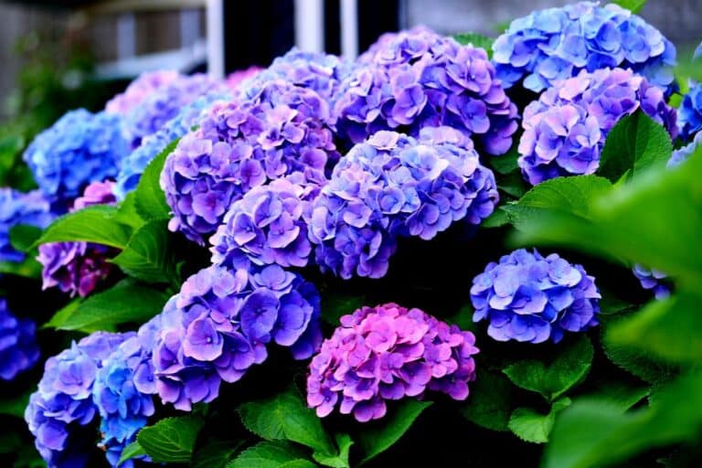 Hortensiaer vil produsere praktfulle lyseblÃ¥ blomster hvis det tilsettes en matlagingsingrediens i bunnen av plantene.