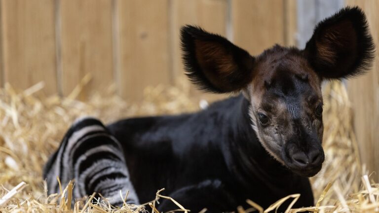 Dublin Zoo feirer fÃ¸dselen av truet okapi kalv
