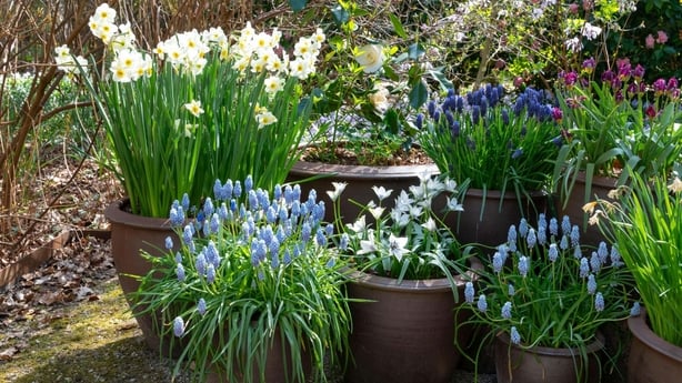 Potter med diverse blomster i blomst