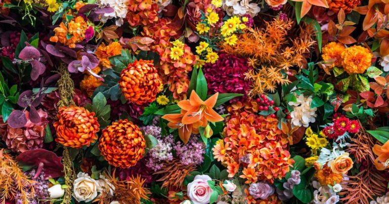 Denne frostbestandige blomsten bÃ¸r plantes nÃ¥ for Ã¥ fÃ¥ flotte blomster om hÃ¸sten.