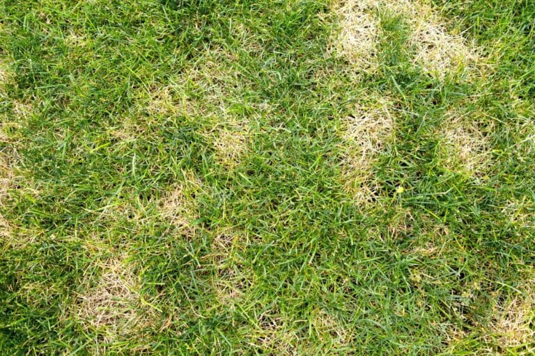 Hvorfor du har brune flekker i plenen din og hvordan du blir kvitt dem