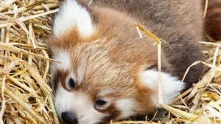 Fota Wildlife Park velkommen til to avsluttede rÃ¸de pandaunger