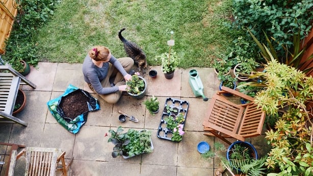 Forhøyet utsikt over en kvinne som sitter på en uteplass i hagen Potte Plants om våren.