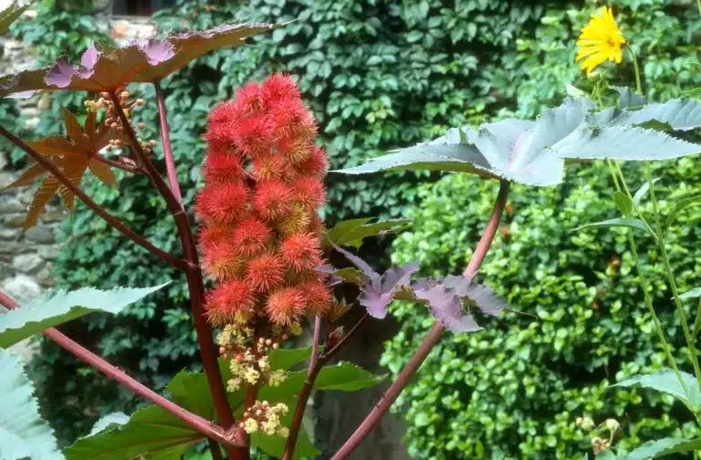 Denne farlige planten er 6000 ganger mer giftig enn cyanid, og det finnes ingen kjent motgift, men likevel finnes den i hager.