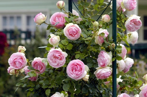 Klatring rosa roser