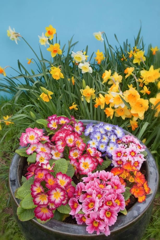 Fargerike planter i potter