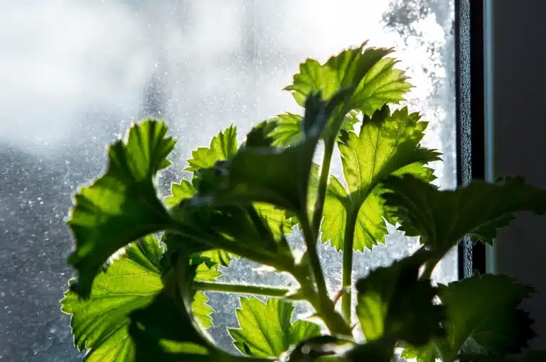 Slik overvintrer du pelargonien din, slik at den blomstrer vakkert igjen om våren.
