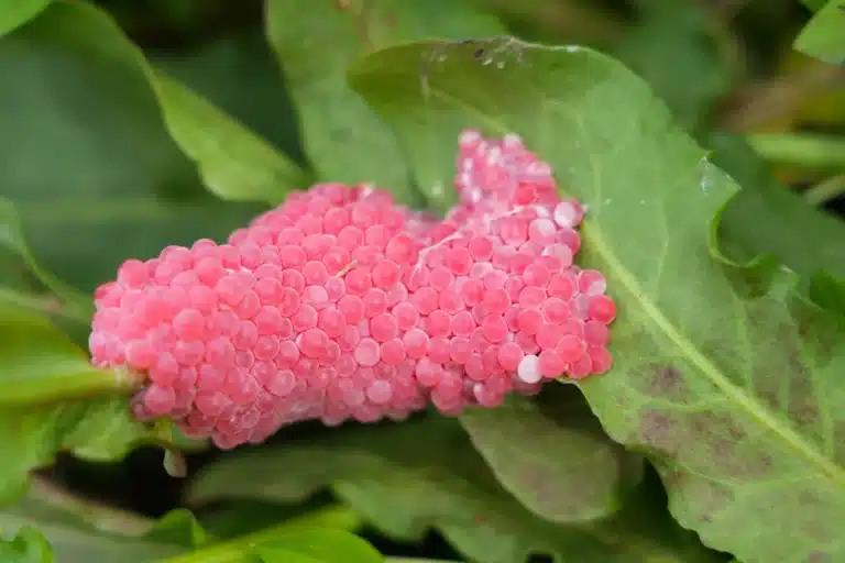 De kommer til hagene: disse små rosa eggene bør gjøre deg oppmerksom, og du må handle raskt.