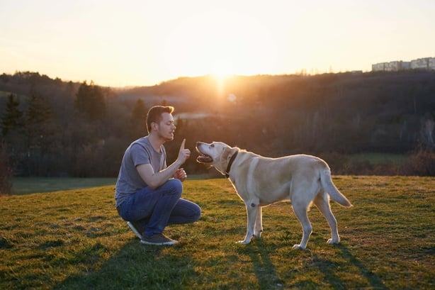 Mann lÃ¦rer hunden sin. KjÃ¦ledyrseier med labrador retriever pÃ¥ eng ved solnedgang.
